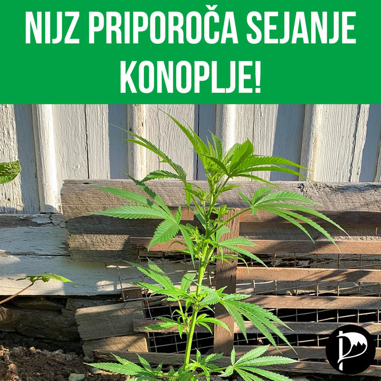 NIJZ priporoča sejanje konoplje